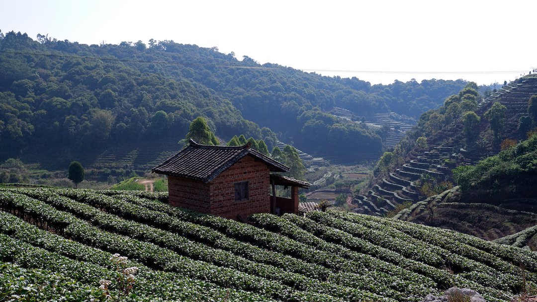 白茶の生産農家