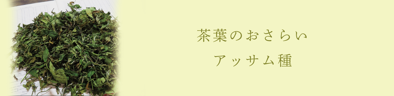 茶葉のおさらい - アッサム種