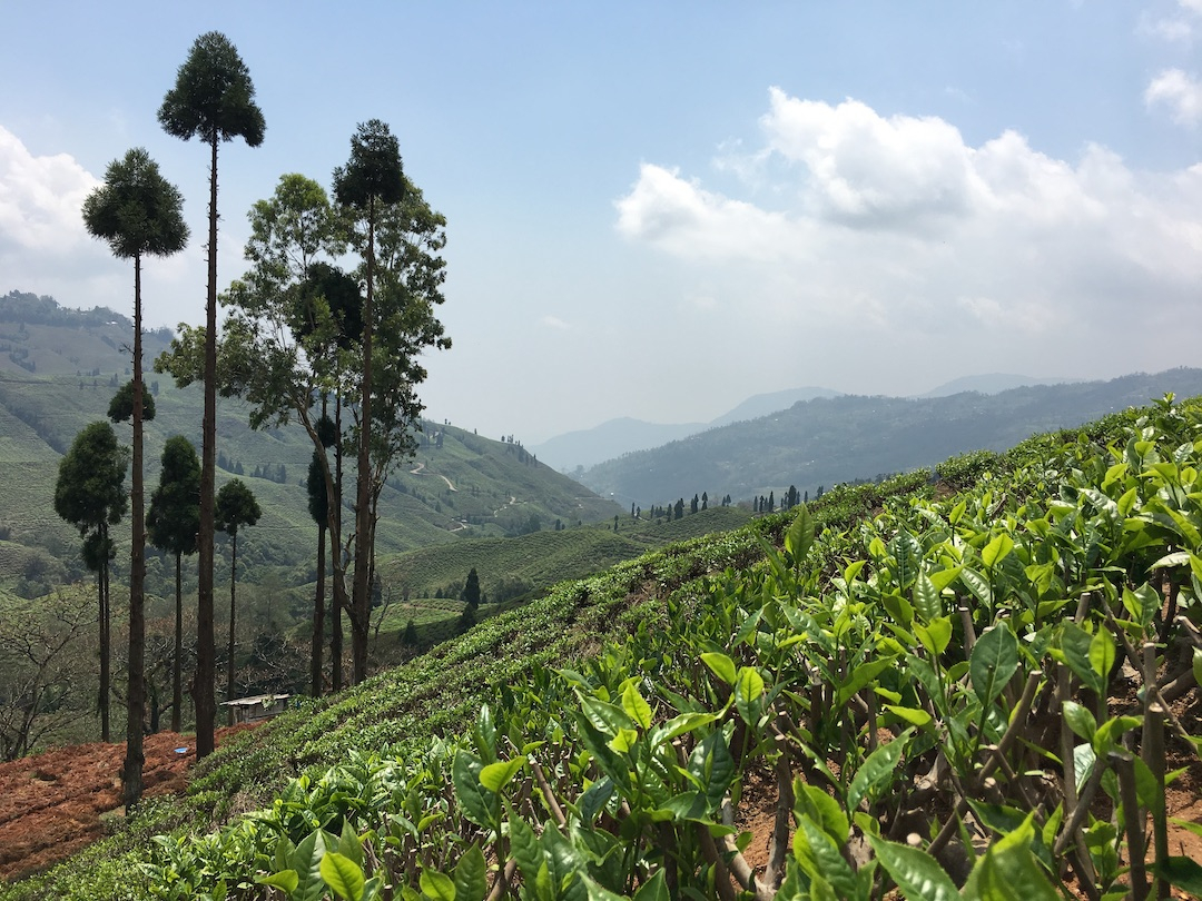 JINGTEA ジンティー ダージリン セカンドフラッシュ 茶葉 250g