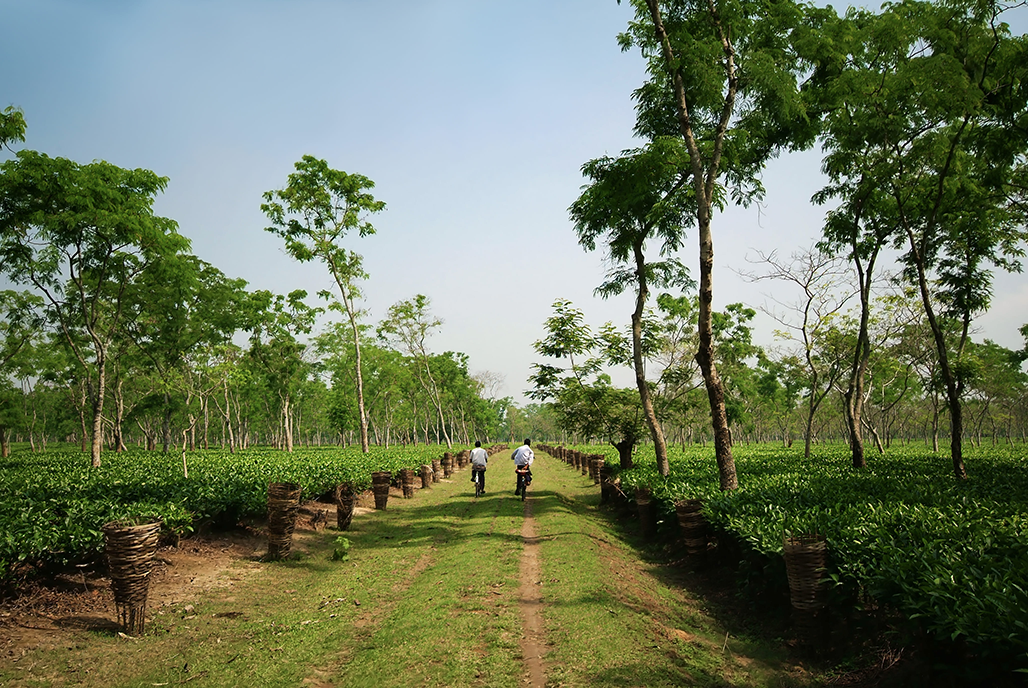 アッサム茶園の風景 *JING提供