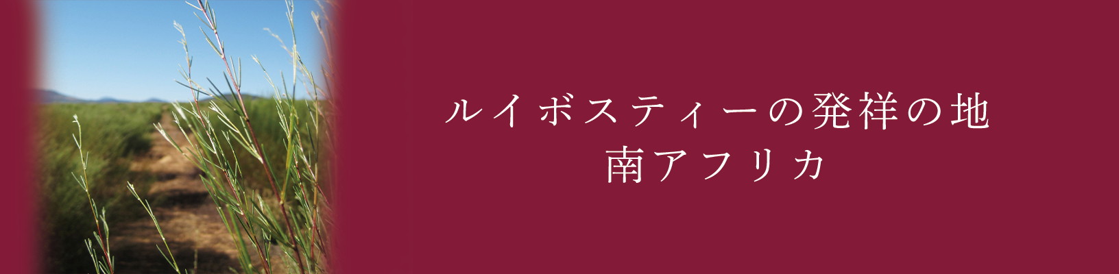 ルイボスティーの発祥の地、南アフリカ