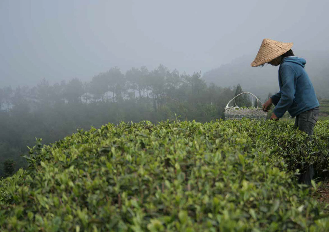 日本と中国の緑茶の製法の違い