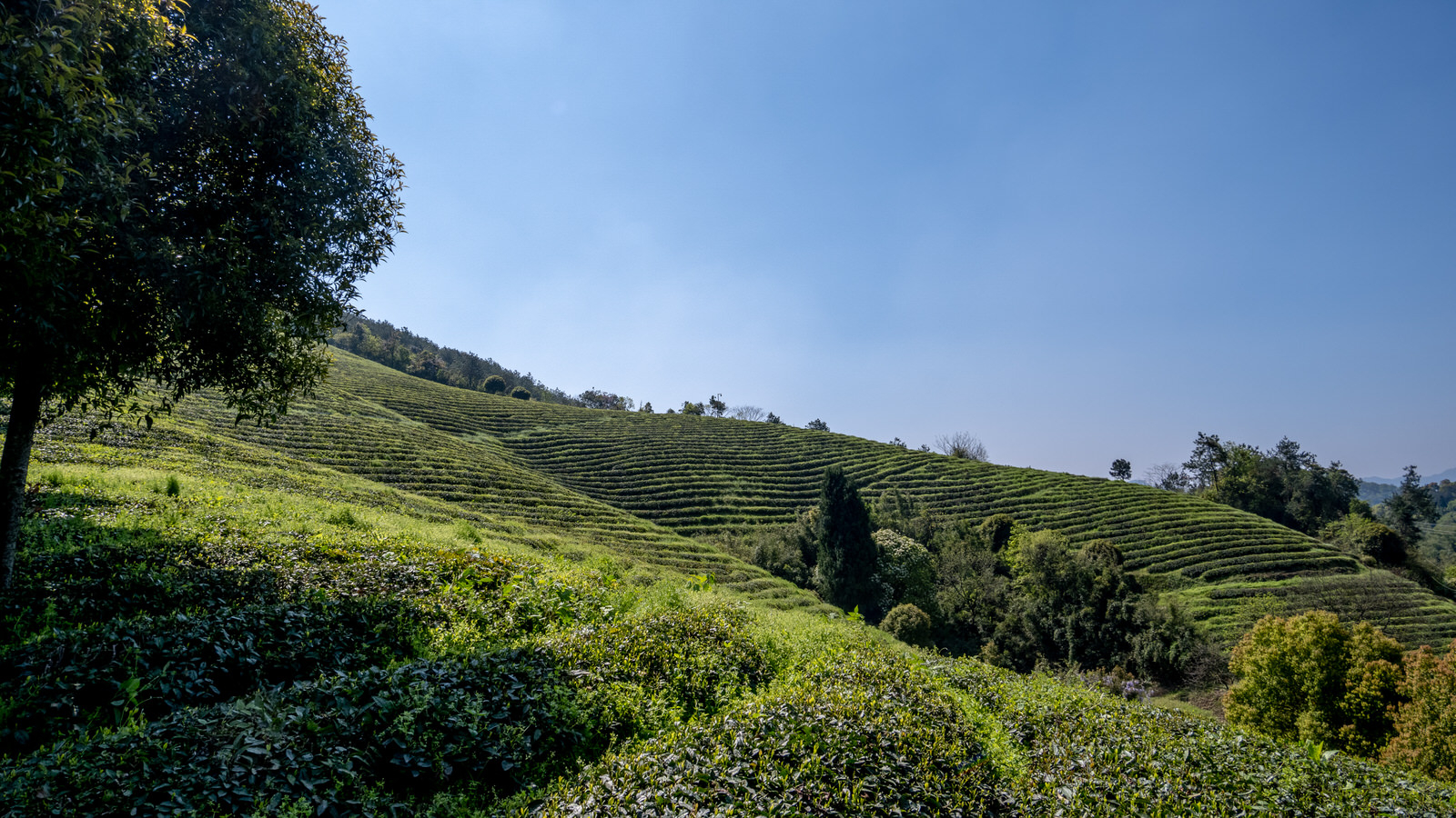 JING TEA ジンティー ジェードスウォード 茶葉250g