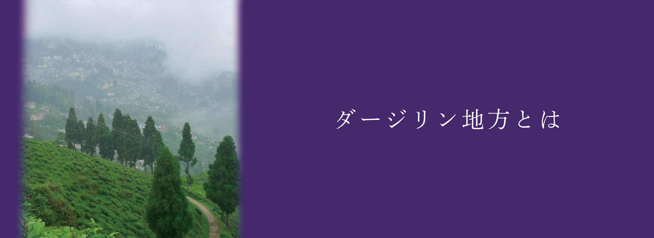 ダージリンヒマラヤ パリアールグレイおまとめ