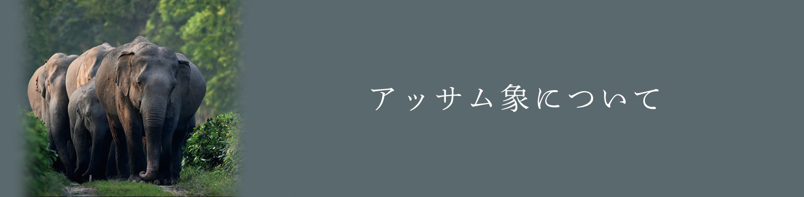 アッサム象について