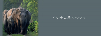 アッサム象について