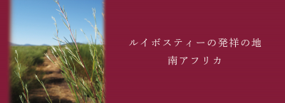 ルイボスティーの発祥の地、南アフリカ