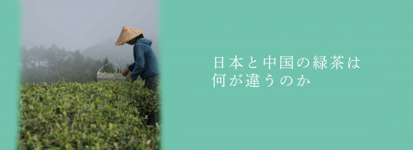 日本と中国の緑茶は何が違うのか
