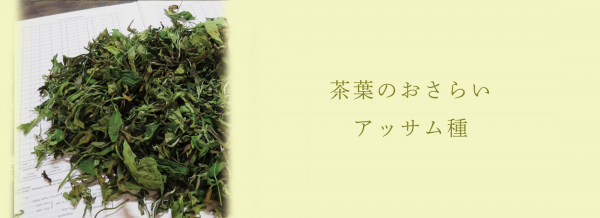 茶葉のおさらい - アッサム種