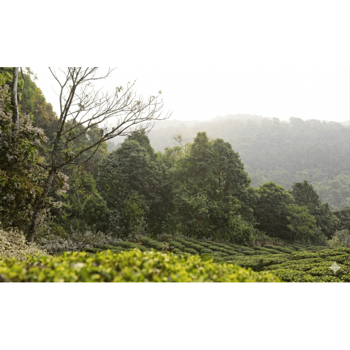 JING TEA ジンティーレッドドラゴン 50g