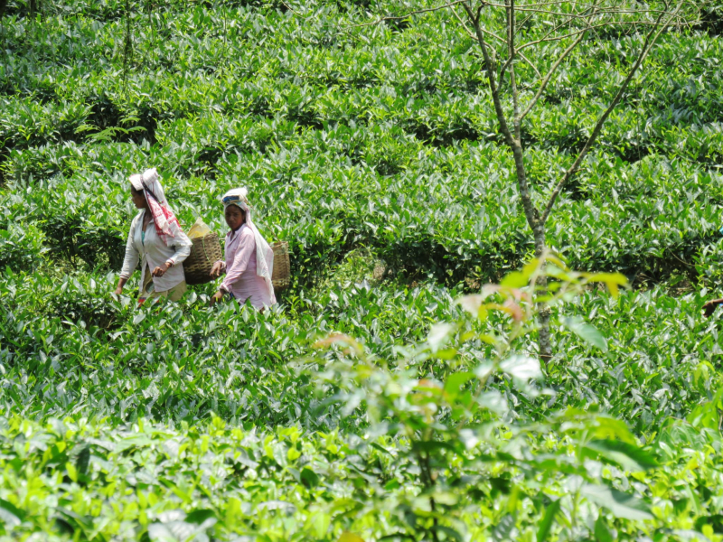 チャイをさまざまなアレンジで